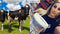 原料來自健身奶粉極為罕見使用的紐西蘭草飼牛 究竟有什麼好處？