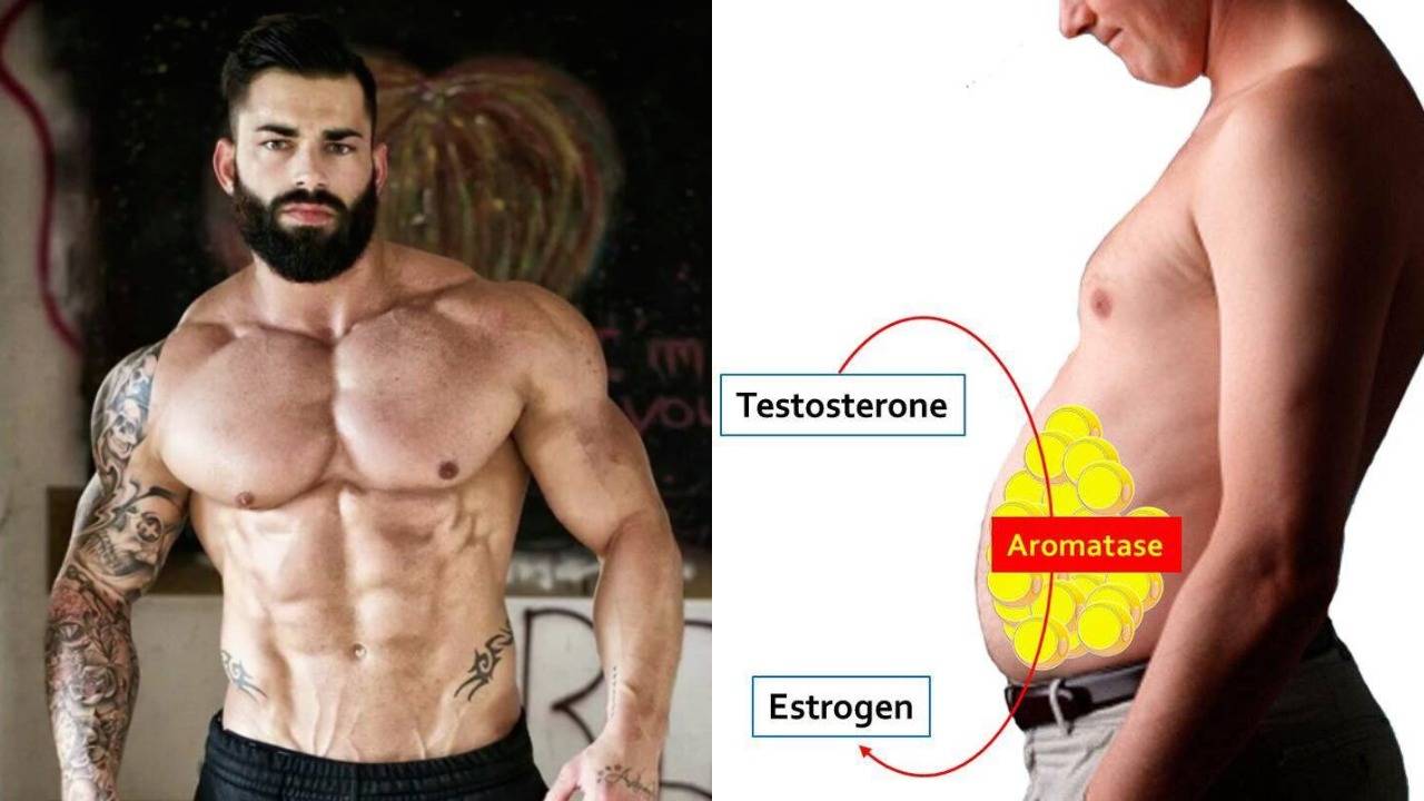 健身增肌第一要素：睪酮（Testosterone）